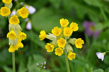 hello, yellow flowers, country, fleurs des champs, spring, yellow flower, flower