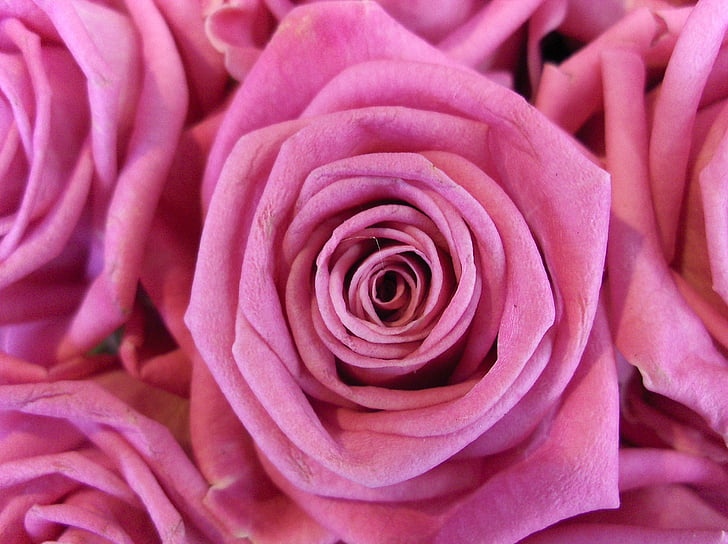 Rózsa, virág, rózsaszín, Pink rose, virágok, növény, Bloom