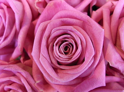 naik, bunga, merah muda, Pink rose, bunga, tanaman, mekar