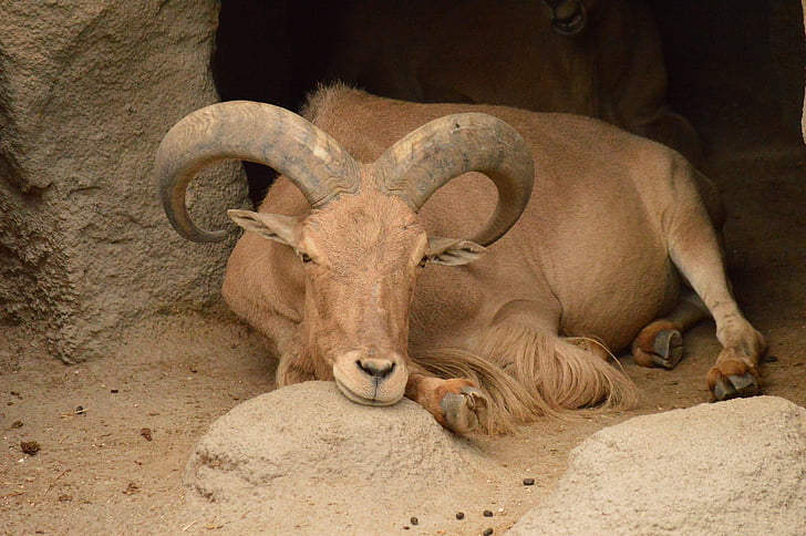 IBEX, cabra, jardim zoológico, descanso