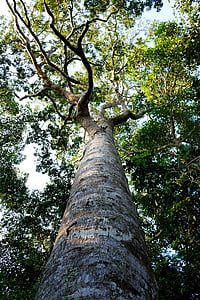weg, bos, Thailand, boom, natuur, tak, boomstam