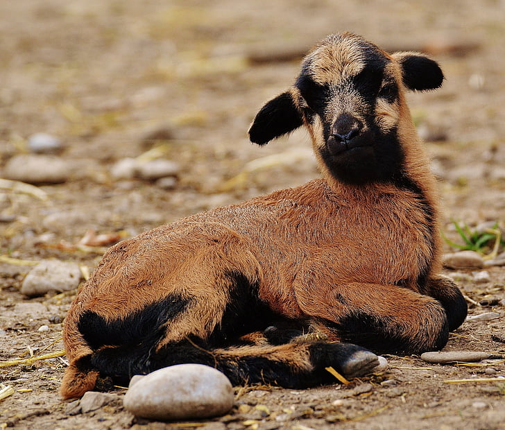 domba, Karlsruhe poing, dilahirkan kembali, hewan muda, bayi baru lahir, Manis, dunia hewan