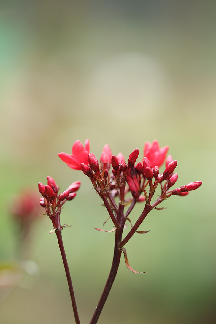 flower, red, spring, green, plant, nature, grow
