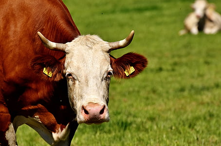 viande bovine, pâturage, Meadow, bétail, animaux de ferme, monde animal, ferme