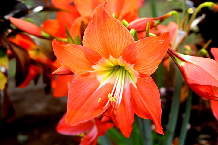 bunga, orange, merah, indonesia, flower, flora, nature