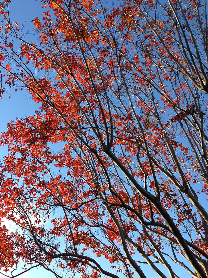 alam, daun musim gugur, pemandangan