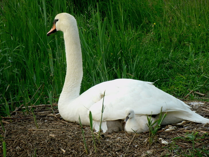 swan, young, plumage, cygnet, schwimmvogel, fluffy, swan young