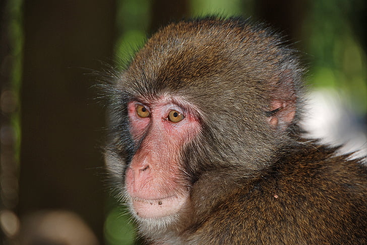 Makake, opice, Fotografie, Monkey portrét, primát, zvíře, jedno zvíře