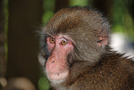 makake, маймуна, дива природа фотография, маймуна портрет, примат, животните, едно животно