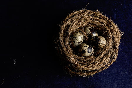 brown, rope, nest, quail, eggs, animal Nest, animal Egg