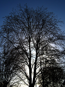 δέντρο, Kahl, Χειμώνας, υποκαταστήματα, αισθητική, ουρανός