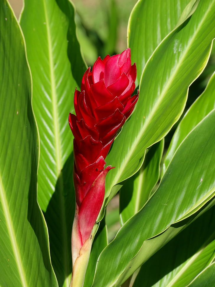 Cayenne, Ranskan Guayana, kukat