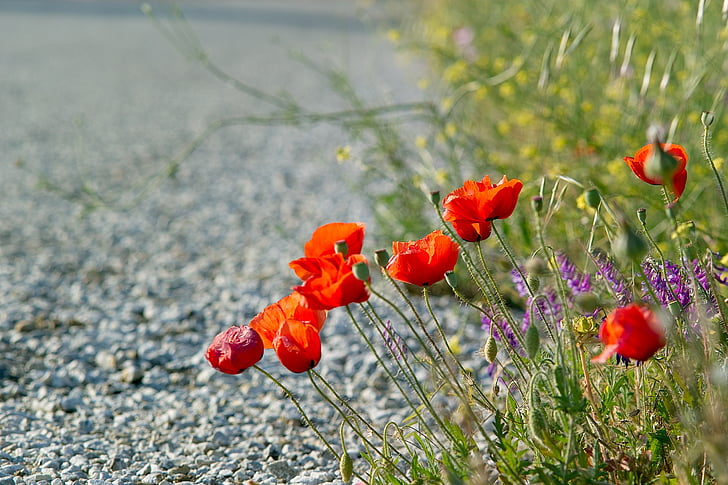 poppies, red flowers, road, summer, blossom, day, bright