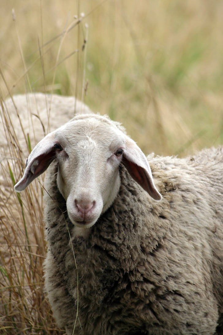 πρόβατα, ζώο, μαλλί, θηλαστικά, φύση, πλάσμα, Γεωργία