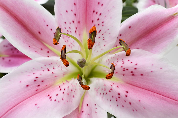 lily, blossom, bloom, flower, pink, white, green