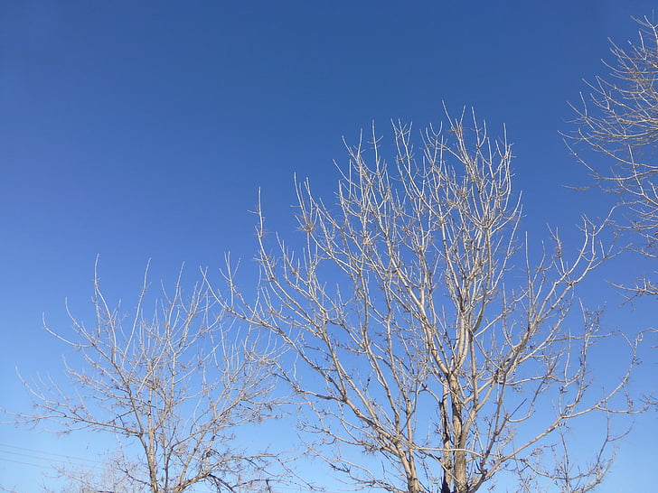 bomen, takken, stralende dag, hemel, wissen, blauw, wit