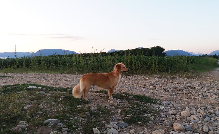 cane, Doggy, meticcio, campagna, tramonto, a piedi
