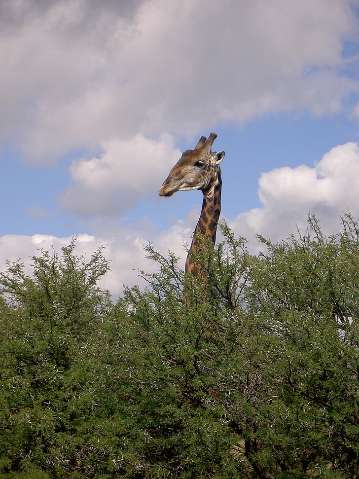giraffe, bushveld, survey