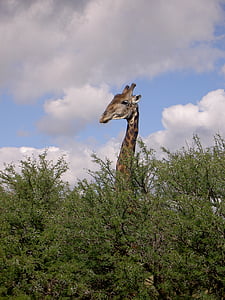 žirafa, bushveld, istraživanje
