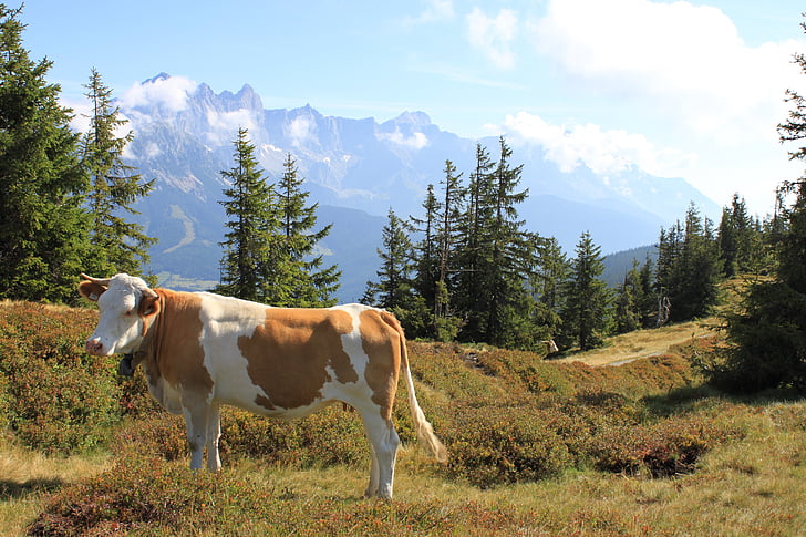 mountain landscape, cow, austria, mountains, pasture, alpine, nature