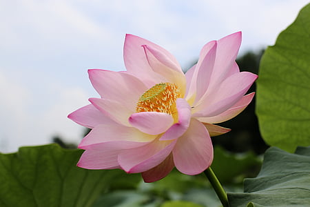 flori de Lotus, frumusete, frumusetea, naturale, petale de trandafir, udarea plantelor, ao