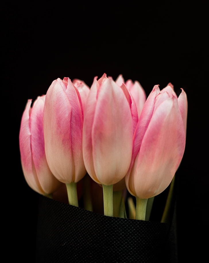 close, photography, pink, tulips, dark, black, petal