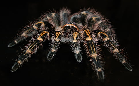 grammostola, pulchripes, тарантула, людина-павук, екзотичні, одна тварина, тваринного світу