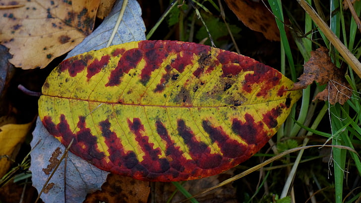 autumn leaf, colorful, dropped, on the ground, stalks of the leaves, chlorophyll