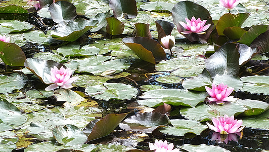 Waterlilies, ribnik, narave