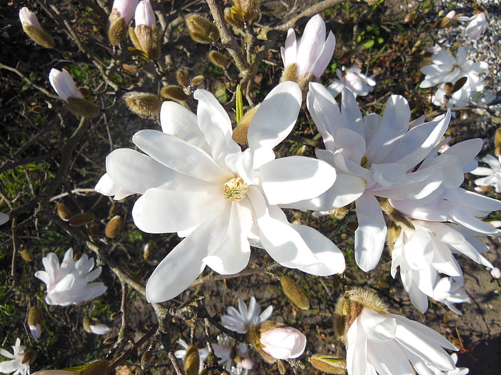Magnolia, blanc, arbres en fleurs, stardust blanc, arbres, gros plan, vert