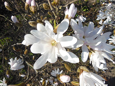 Magnolia, bianco, alberi in fiore, bianco stardust, alberi, Close-up, verde