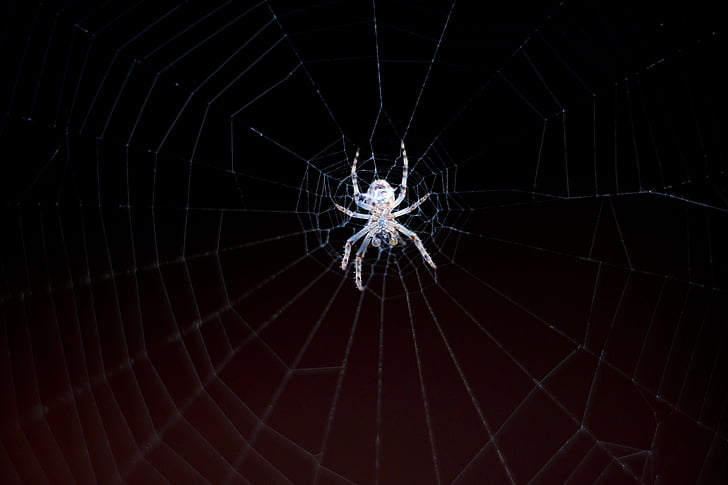 spider, cobweb, network, nature, close, insect, macro