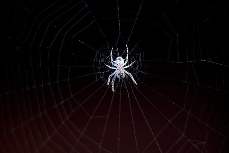 거미, 거미줄, 네트워크, 자연, 닫기, 곤충, 매크로