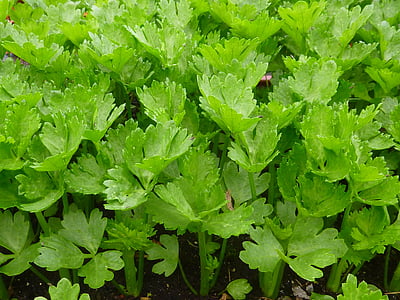 celery, green, vegetable, agriculture, leaf, nature, food