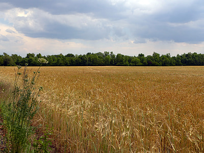 summer, field, cereals, cornfield, clouds, landscape, plant