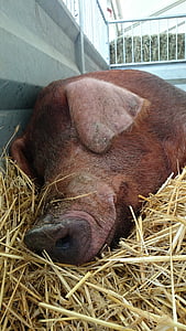 Duroc, varken, gedomesticeerde varkens, landbouw, huisdieren