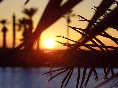 solnedgång, stranden, Palms