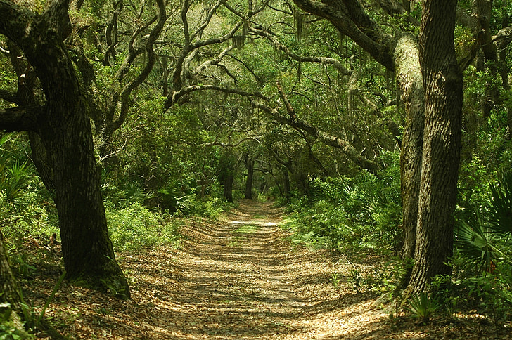 bosque, Ruta de acceso, poco rastro de Malasangre, Cumberland island national seashore, Georgia, Estados Unidos, árboles