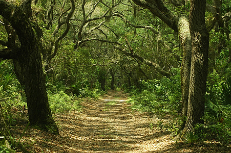 Forest, cesta, malý greyfield chodník, Cumberland island national seashore, Gruzínsko, USA, stromy