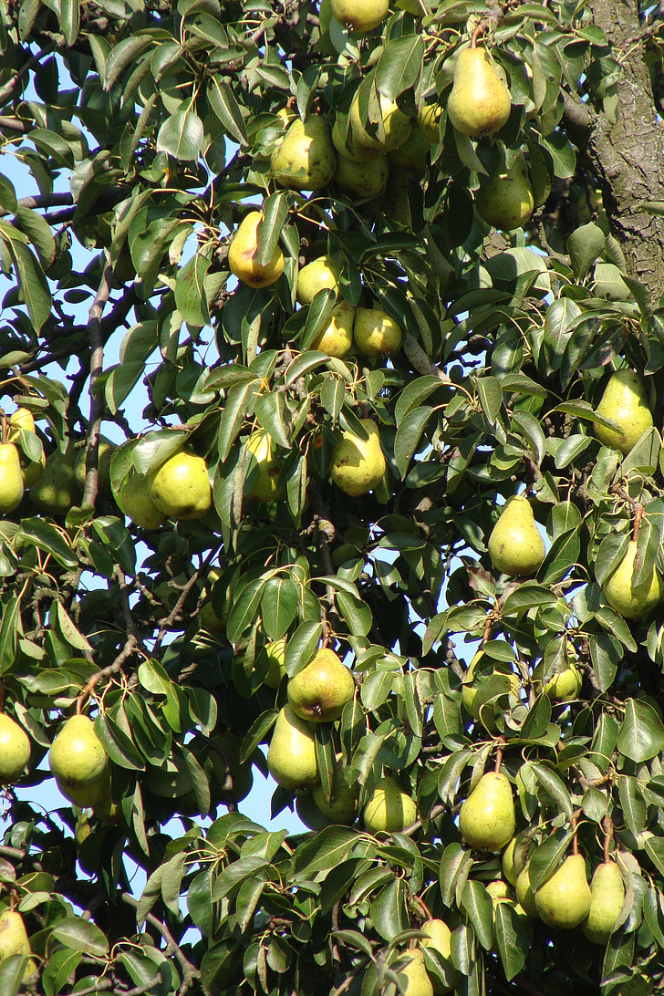 plant, pears, fruits, tree, organic, agriculture, outdoors
