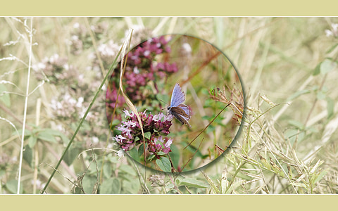 蝴蝶, 背景, 屏幕, 蓝色, 牛至, 草原