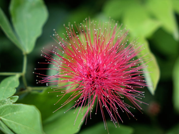 Calliandra haematocephala, röd powder puff, blomma, lämnar, Trädgårdsskötsel, närbild, Bloom