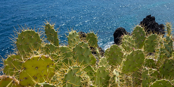 Cactus, zee, Canarische eilanden