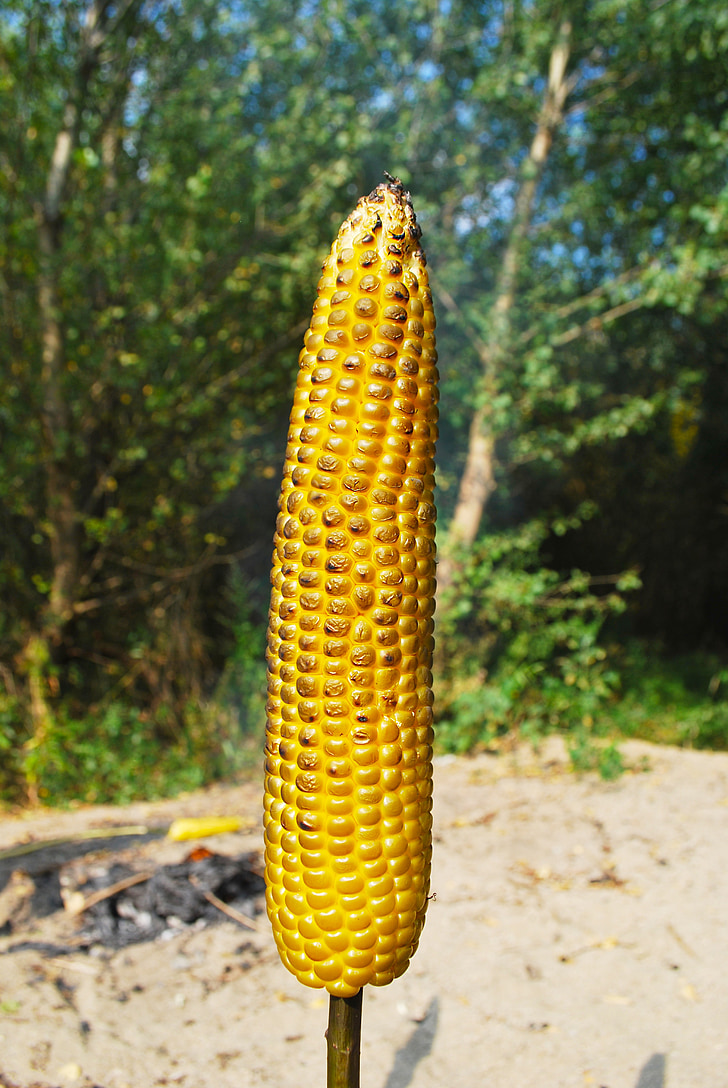 roasted corn, nature, stick, food, natural food, healthy food, yellow