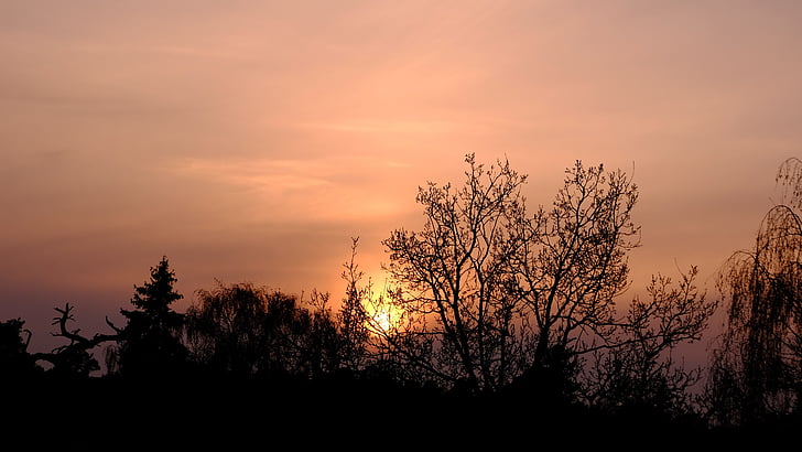 fog, foggy, sun, sunset, trees, silhouette, tree