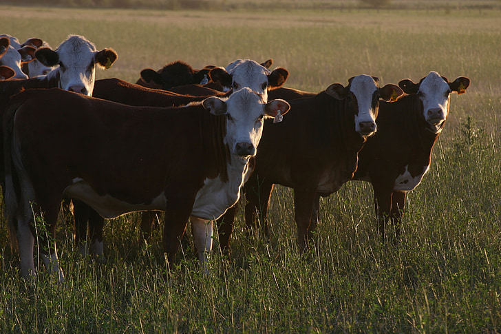 kravy, farma, Ranch, zviera, hospodárskych zvierat, hospodárske zvieratá, vidieka