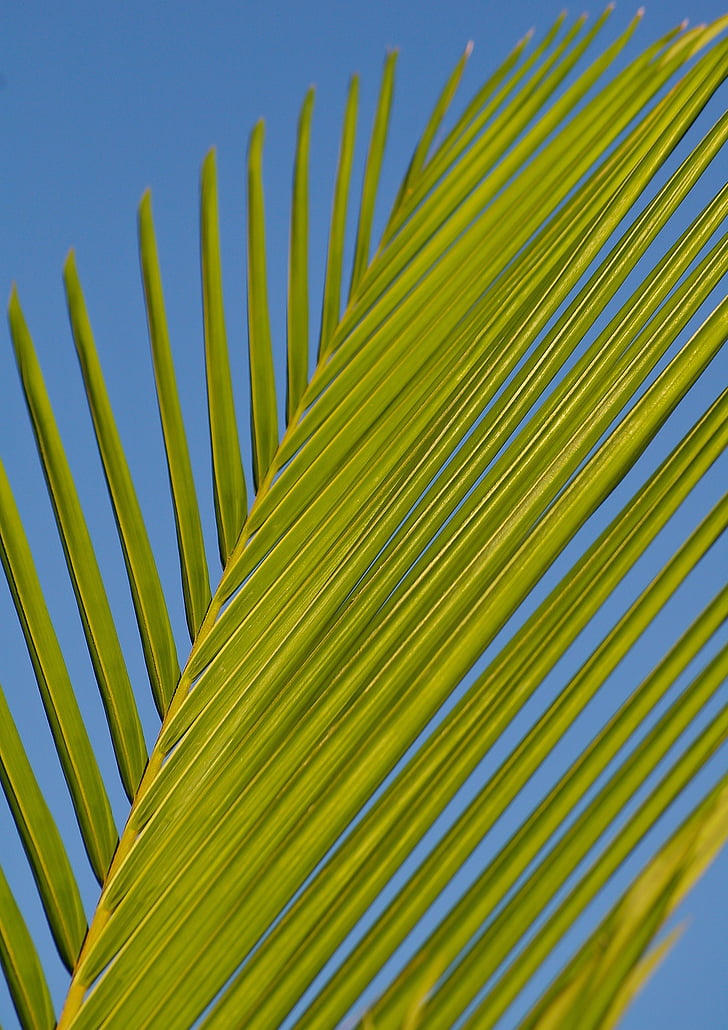 Grün, Kokosnuss, Blatt, in der Nähe, Foto, Wedel, Palm Leaf