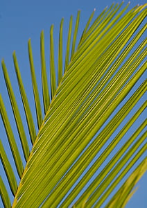 green, coconut, leaf, close, photo, Frond, Palm, Leaf