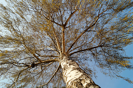 Björk, träd, kronan, trädet himlens, grenar