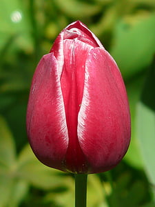 tulipaner, rød, hvit, tilbake lys, vakker, tulpenbluete, blomster
